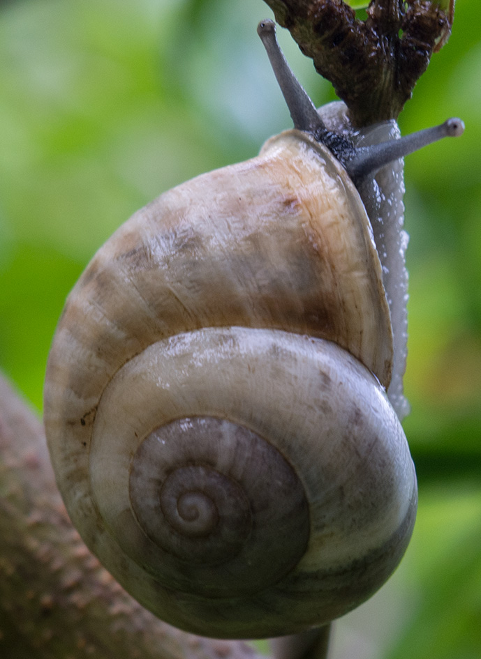 Mollusco da identificare